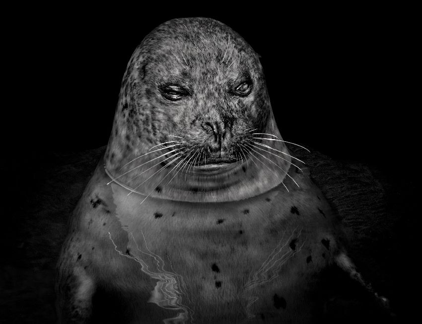 Elliot Ross Seeing Animal , 2011