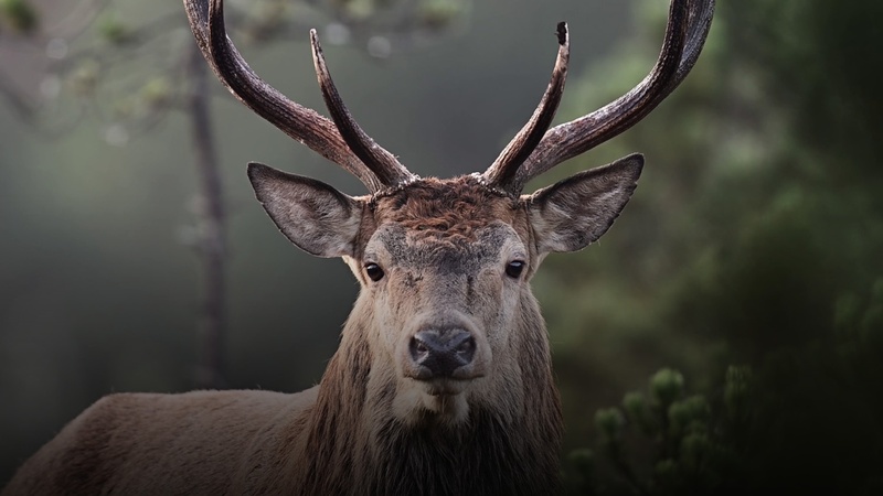 Exposition Vincent Munier