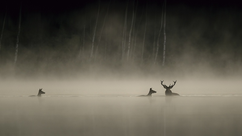 Exposition Vincent Munier Exposition Vincent Munier