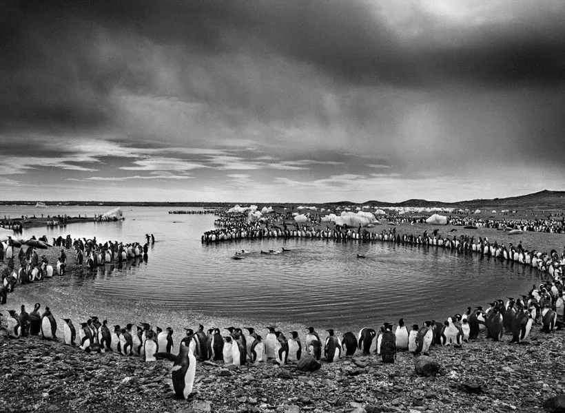 Des oiseaux 2024 20,5 x 26 cm Sebastiao Salgado Des oiseaux 2024 20,5 x 26 cm Sebastiao Salgado