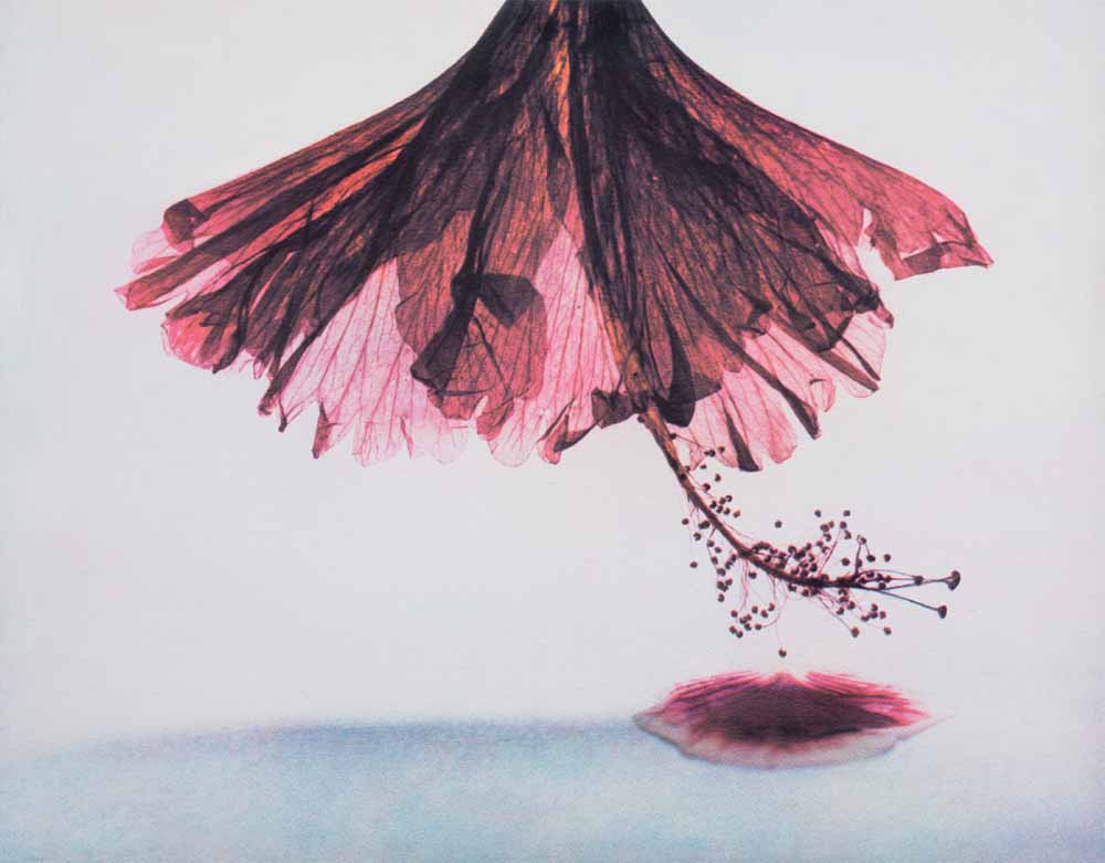 © Christine Crozat & Bertrand Hugues, Solanum Baretiae