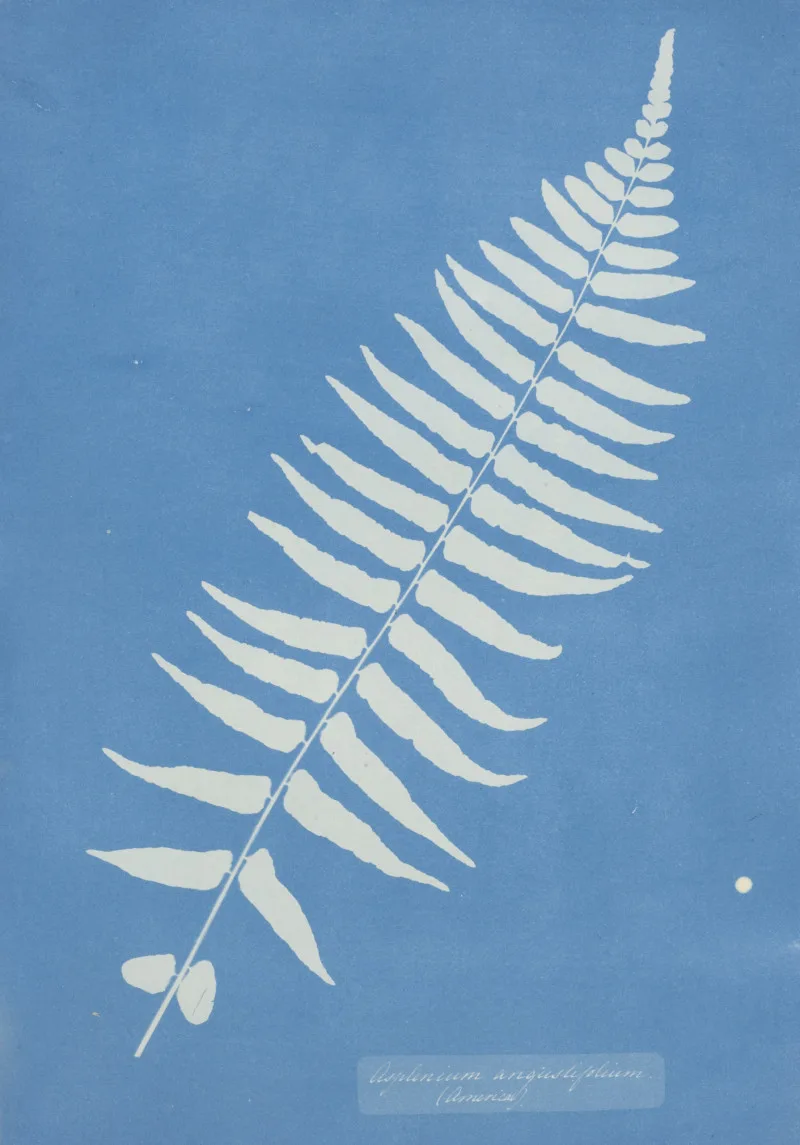 Anna Atkins, Asplenium angustifolium, Tirage cyanotype, 33 x 23 cm, c.1852 Courtesy Wilson Centre for Photography Anna Atkins, Asplenium angustifolium, Tirage cyanotype, 33 x 23 cm, c.1852 Courtesy Wilson Centre for Photography