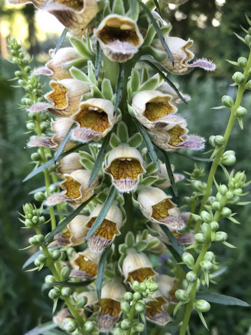 Elspeth Diederix, Digitalis ferruginea, 2019, de la série The Miracle Garden 40 x 30 cm © Elspeth Diederix Courtesy Stigter van Doesburg, Amsterdam Elspeth Diederix, Digitalis ferruginea, 2019, de la série The Miracle Garden 40 x 30 cm © Elspeth Diederix Courtesy Stigter van Doesburg, Amsterdam