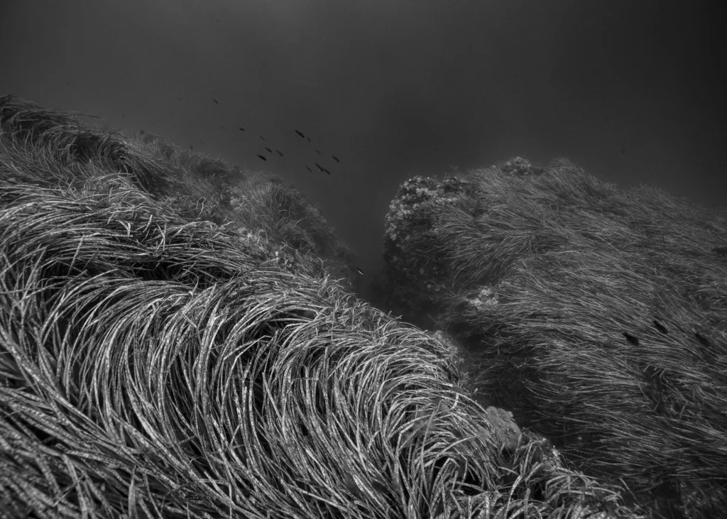 Invisible Parallèle - Iles de Lérins par Nicolas Floc'h