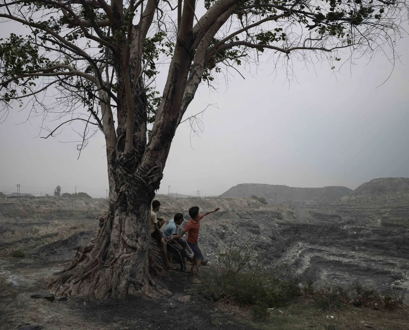 The Tree - Luc Delahaye