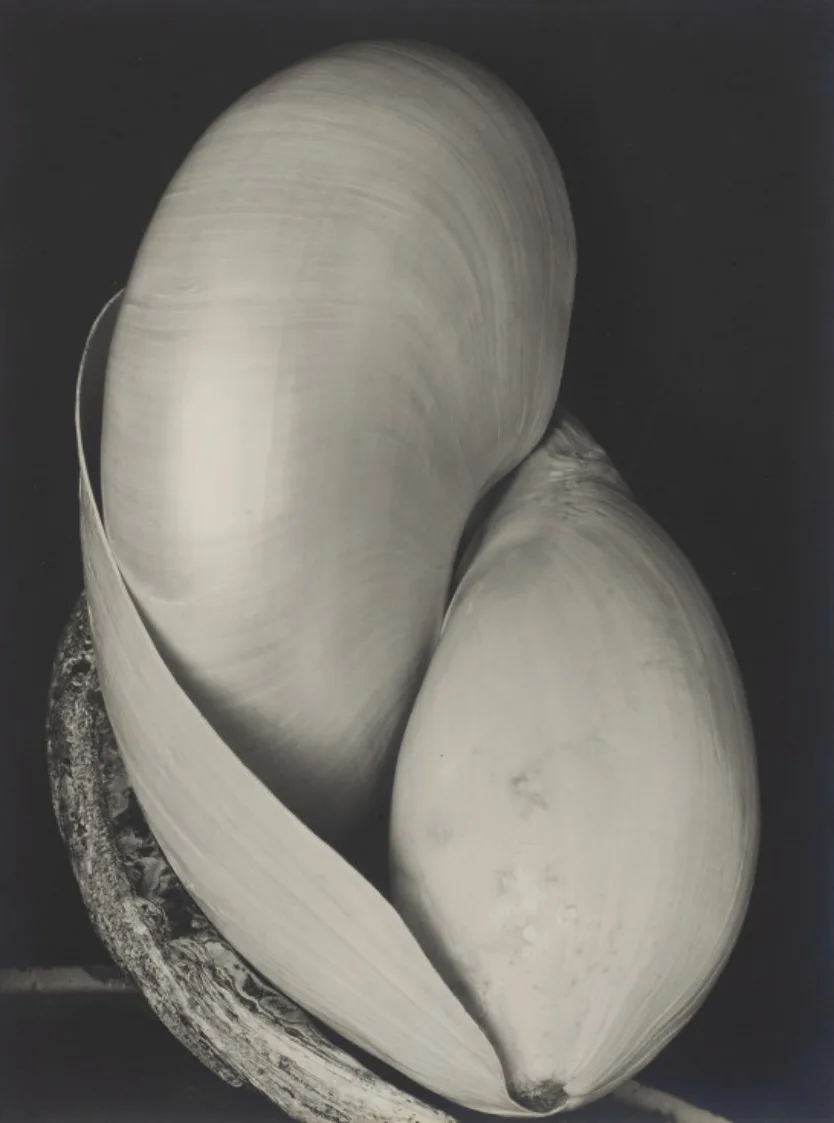 Edward Weston, Shells, 1927 Edward Weston, Shells, 1927
