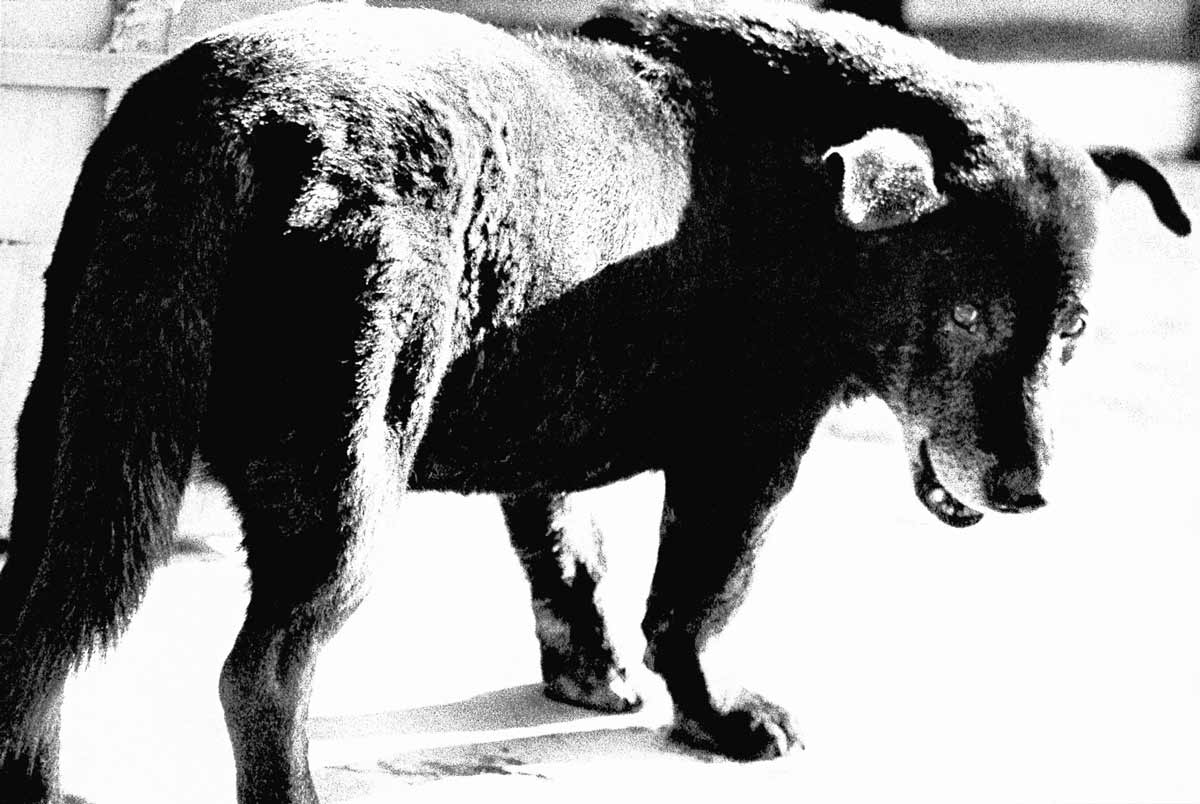 Daido Moriyama, "Stray Dog", Misawa, de A Hunter, 1971, © Daido Moriyama Daido, Moriyama Photo Foundation